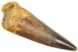 Fossil Spinosaurus Tooth - Composite Tooth #361269-1